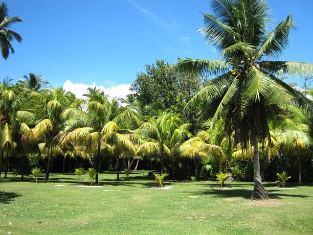 La propriété en bord de plage : marcher dans la petite ravine, à droite derrière les arbres