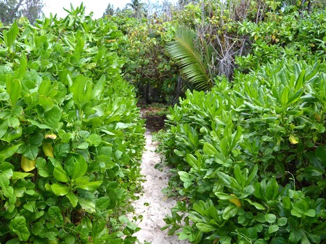 Le sentier littoral qui rejoint l'Anse Coco, plus à l'Est