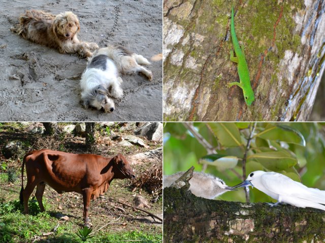 Un peu de la faune rencontrée durant la boucle