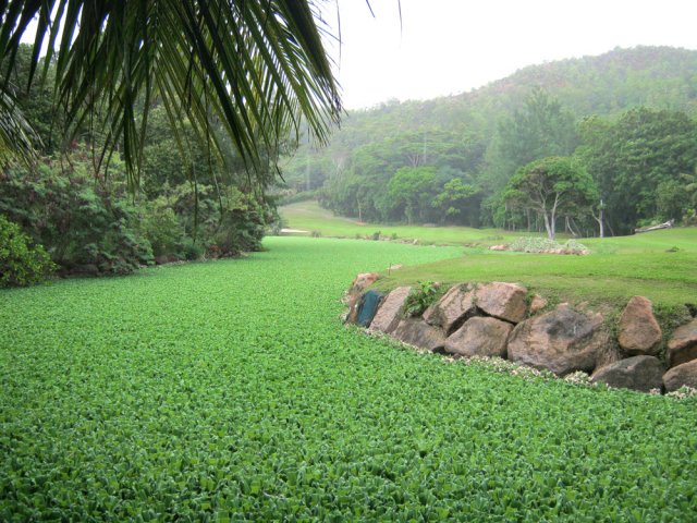 Les laitues d'eau ont envahi l'étang du golf