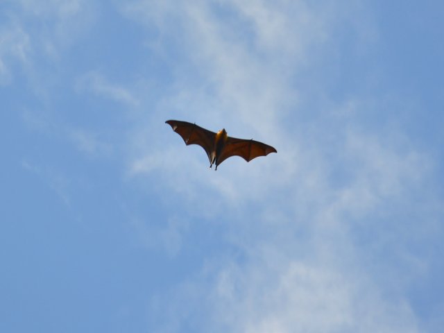 Les roussettes volent même en plein jour
