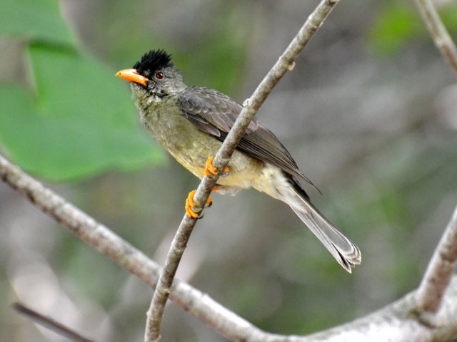Un merle peu farouche à la recherche de graines