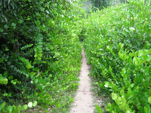Beaucoup de verdure pour celui-là