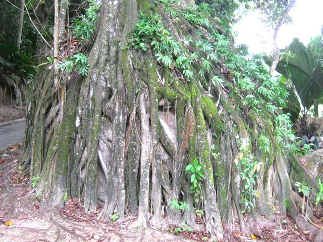 Impressionnante image d'un rocher dévoré par les racines d'un grand arbre