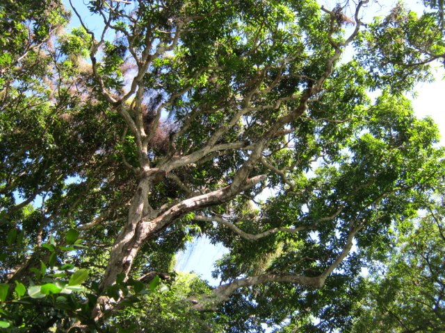 Guetter les roussettes dans les grands arbres