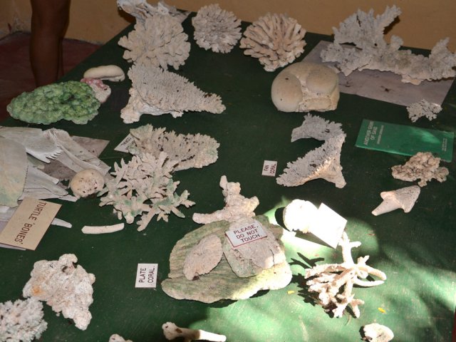 Le muséum présente coquillages et coraux