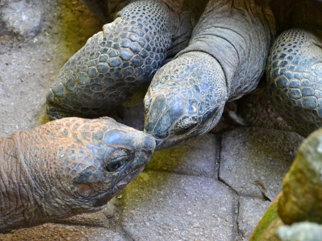 C'est l'heure du câlin pour quelques tortues