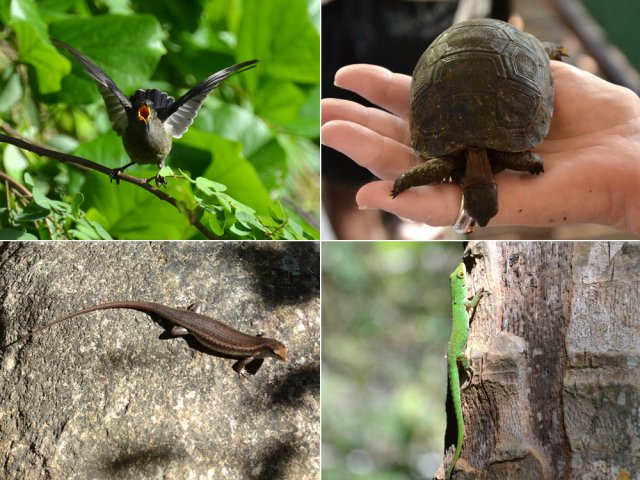 Ne jamais faire de mal à tous les animaux rencontrés