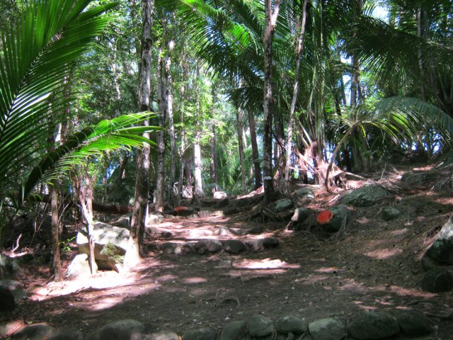 Balade agréable sous les palmiers et grands arbres