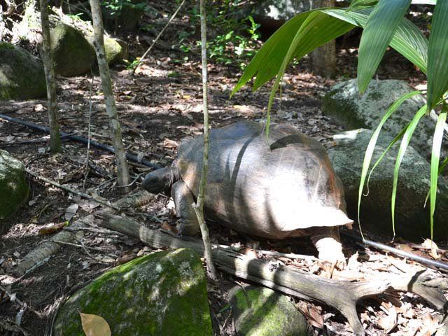 La rencontre d'une tortue vivant en liberté