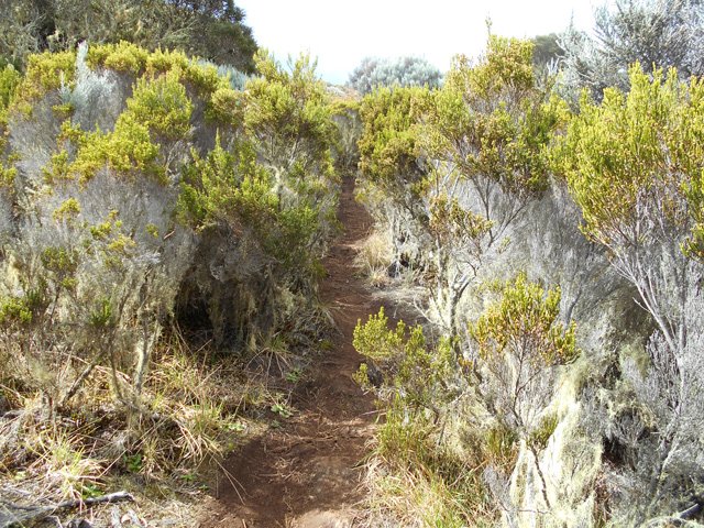 Le sentier de raccourci est toujours très agréable dans les branles verts