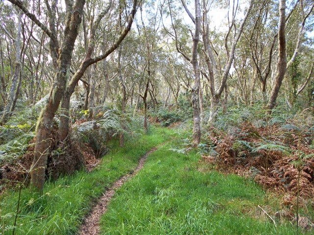 Départ en douceur par le sentier Mario dans l'herbe et le tamarins