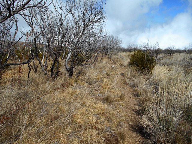 Une rare portion du sentier assez plate