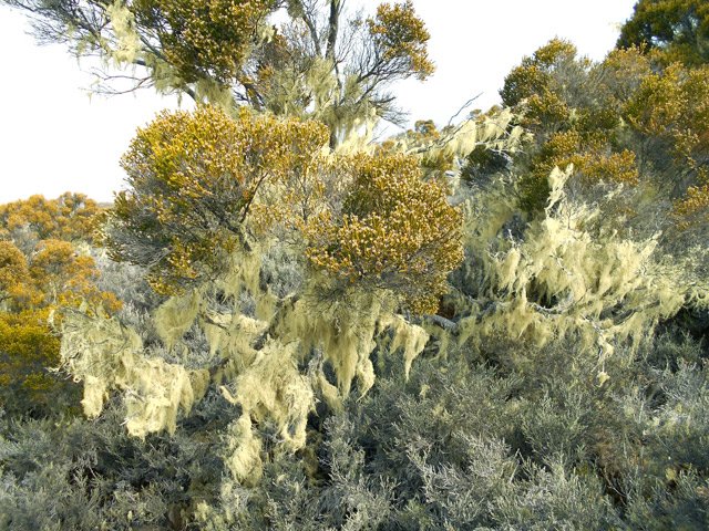 Les rares branles verts poussant à cette altitude sont recouverts de barbes de Jupiter