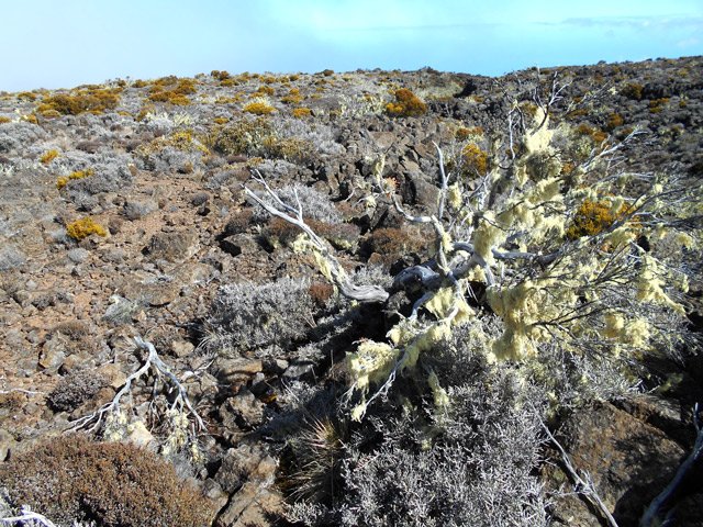 La végétation ne disparaît jamais mais se rabougrit avec l'altitude
