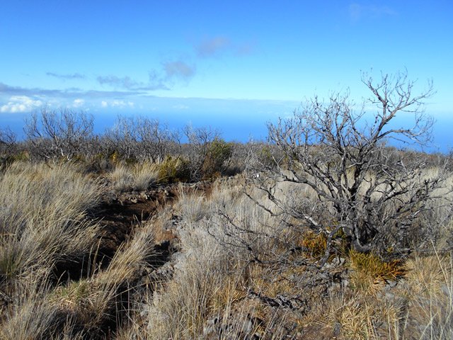 Anciennes zones incendiées, donc avec peu de végétation