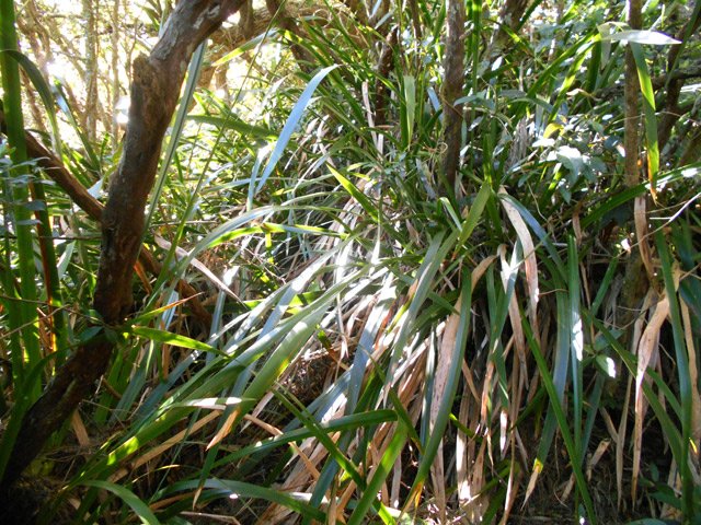 Le sentier devient de plus en plus difficile à repérer dans les sabres