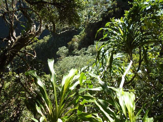 On entend couler la ravine mais la végétation bouche la vue
