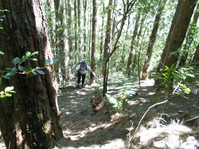 Une partie de la montée dans un sous-bois très propre