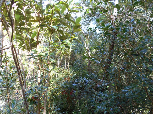 Les goyaviers et bois Noël indiquent la fin proche de la descente