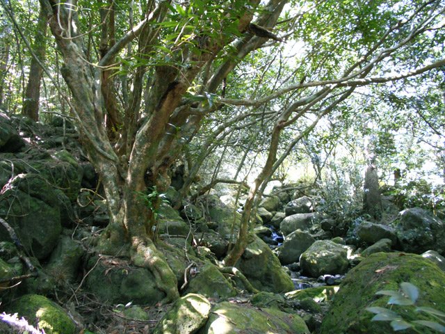 L'arrivée au confluent de la Ravine des Trois Sources