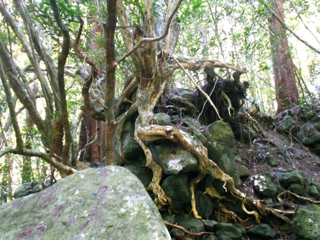 Superbe racine de bois maigre à deux pas de la ravine