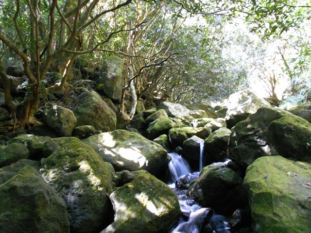 Magnifique endroit couvert de courtes mousses