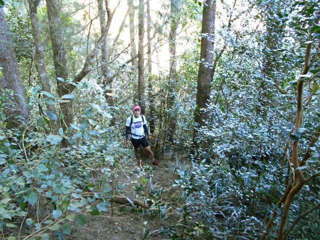Goyaviers, galaberts et framboisiers n'ont pas encore totalement colonisé la forêt de filaos