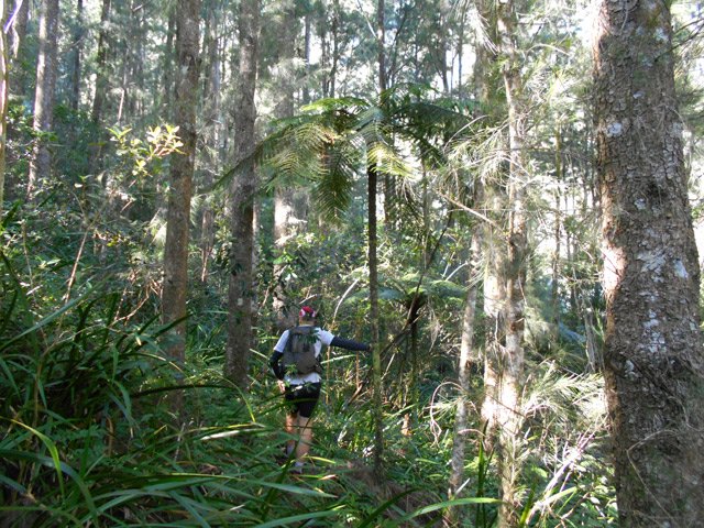 Fanjans esseulés et début des grandes surfaces de sabres marrons