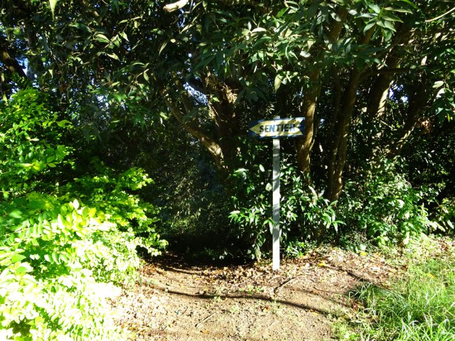 Le début du sentier délaissé dans la forêt de la ligne d'Equerre