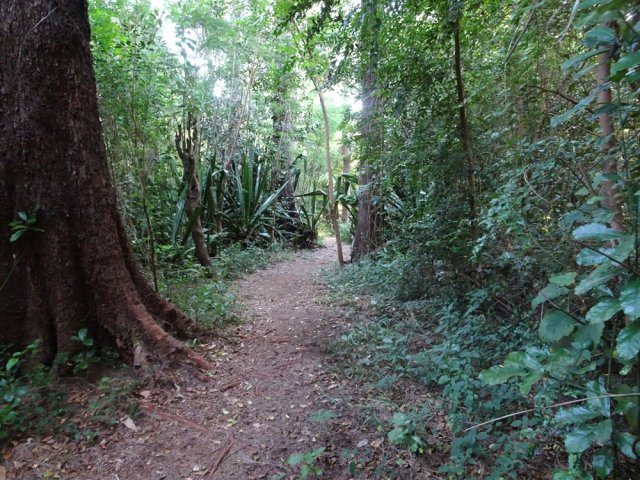 Quelques beaux spécimens de filaos occupent les flancs du Piton Nathalie
