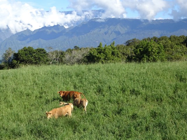 Bovins et beaux paysages