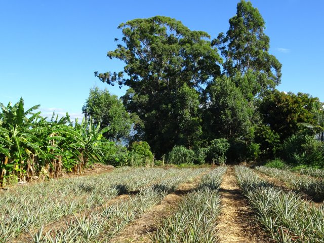 Champs et grands eucalyptus