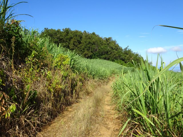On s'approche du piton, tout près dans les cannes