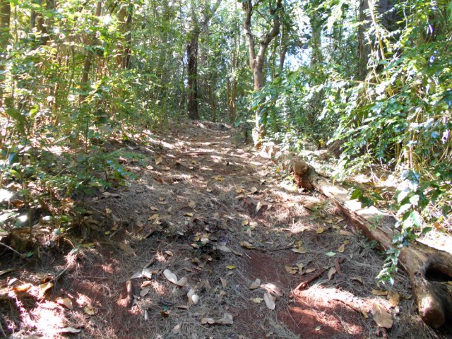 Remonter vers le stade sur les aiguilles de filaos