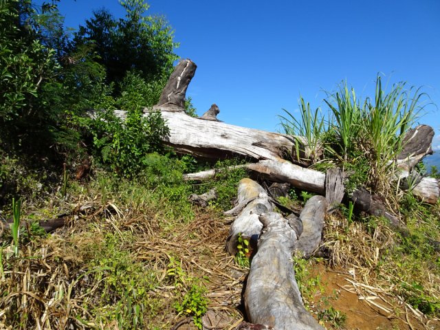 Enjamber le grand eucalyptus qui n'a pas résisté au dernier cyclone