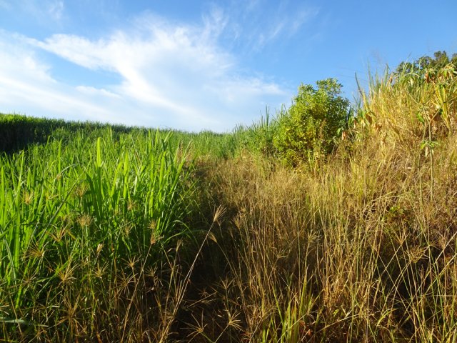 On débute assez mal par une piste herbeuse sur 300 m