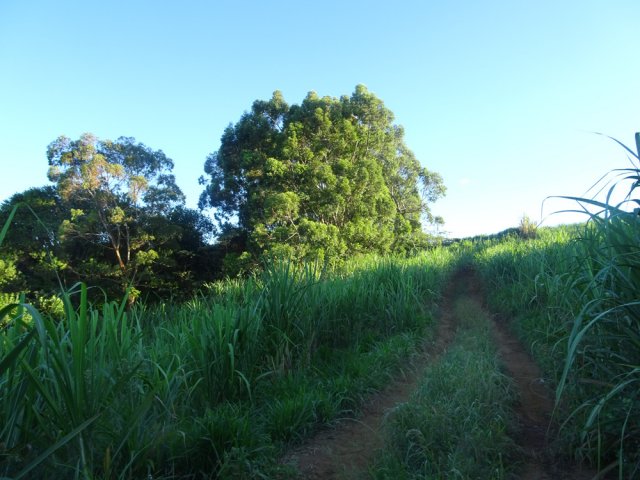 Viser les grands eucalyptus depuis une piste agréable en faible montée
