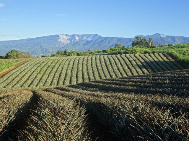 Importantes cultures d'ananas