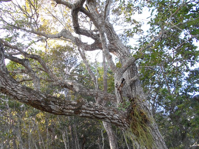 Dans cette région sèche, les arbres sont rarement très gros