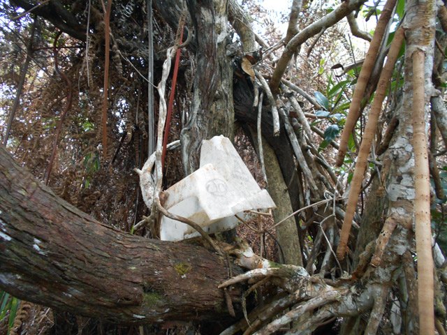 Des pièges à rats ont été installés un peu partout dans la région