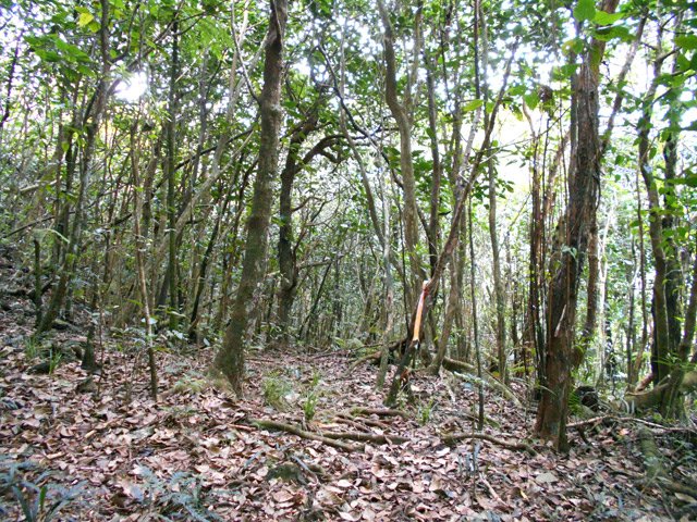 Longue traversée d'une forêt de bois de perroquets. Sentier peu visible mais des balises