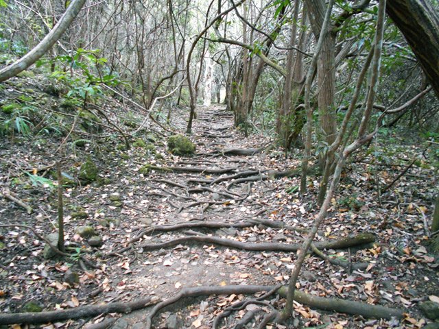 La portion couverte de racines du Sentier de la Kalla