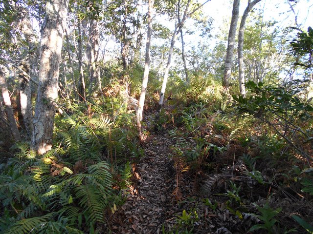 Sentier très correct dans les fougères