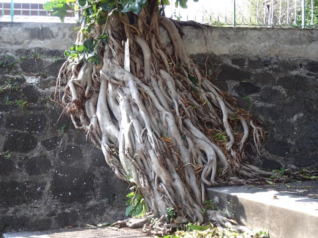 Racines entrelacées d'un banian coupé près de l'escalier qui rejoint la rivière