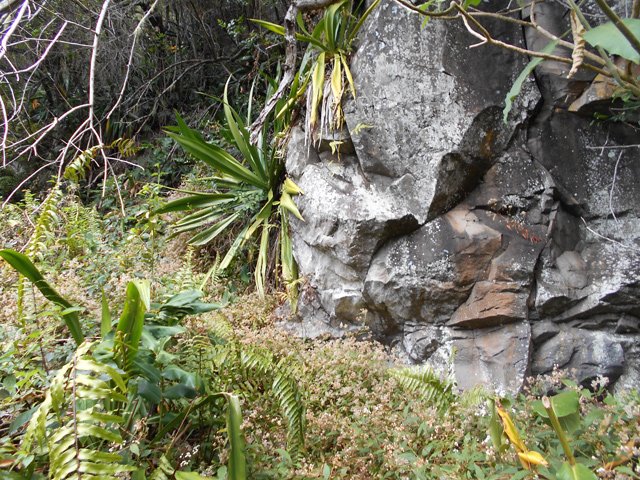 Sentier dévoré par les jouvences