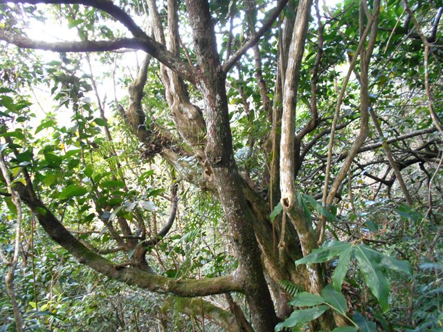 Quelques arbres caractéristiques dans ce fouillis végétal