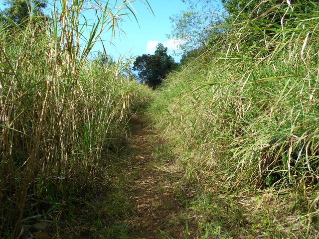 La piste est dévorée doucement de hautes cannes fourragères