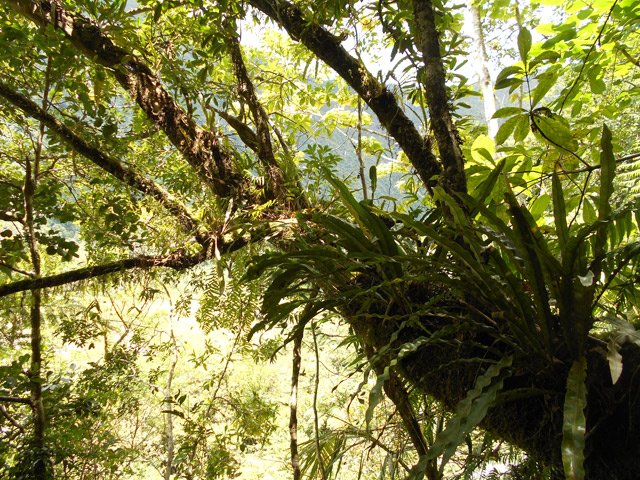 Les épiphytes pullulent sur les troncs d'arbres
