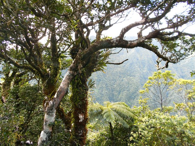 Un idée de la végétation à l'approche de la crête